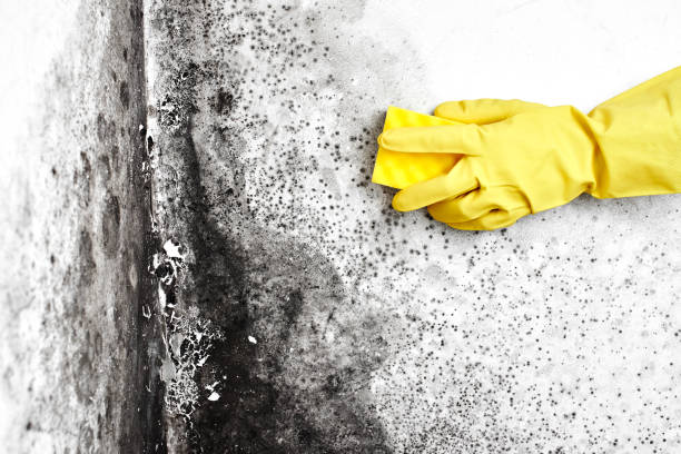 Best Mold Testing and Inspection Services in Madisonville, TX