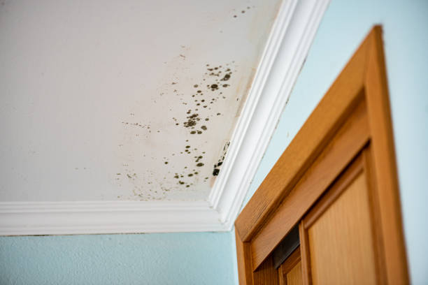 Best Basement Mold Remediation in Madisonville, TX