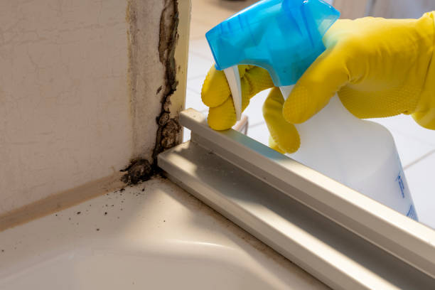 Best Black Mold Remediation in Madisonville, TX