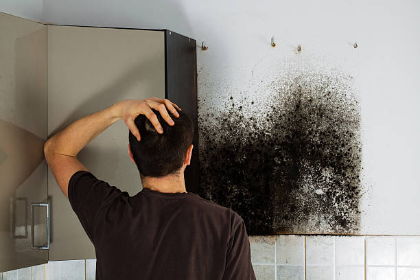 Best HVAC Mold Remediation in Madisonville, TX