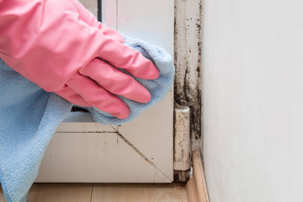 Professional Mold Remediation in Madisonville, TX