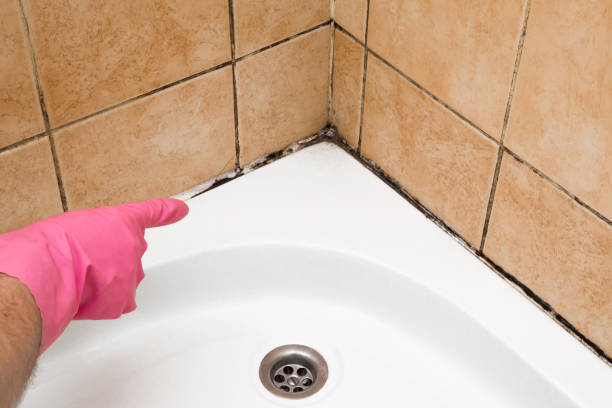 Best Residential Mold Remediation in Madisonville, TX
